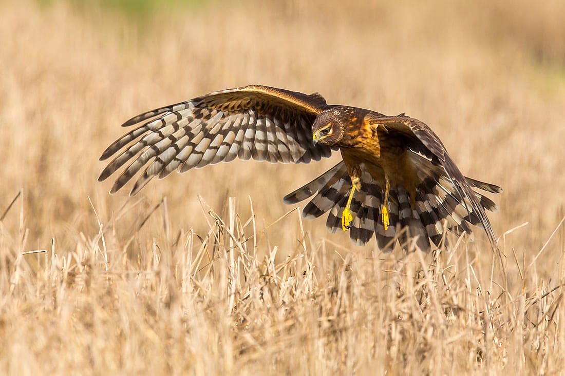 Demonstrating how a Northern Harrier hunts low over grassland. 