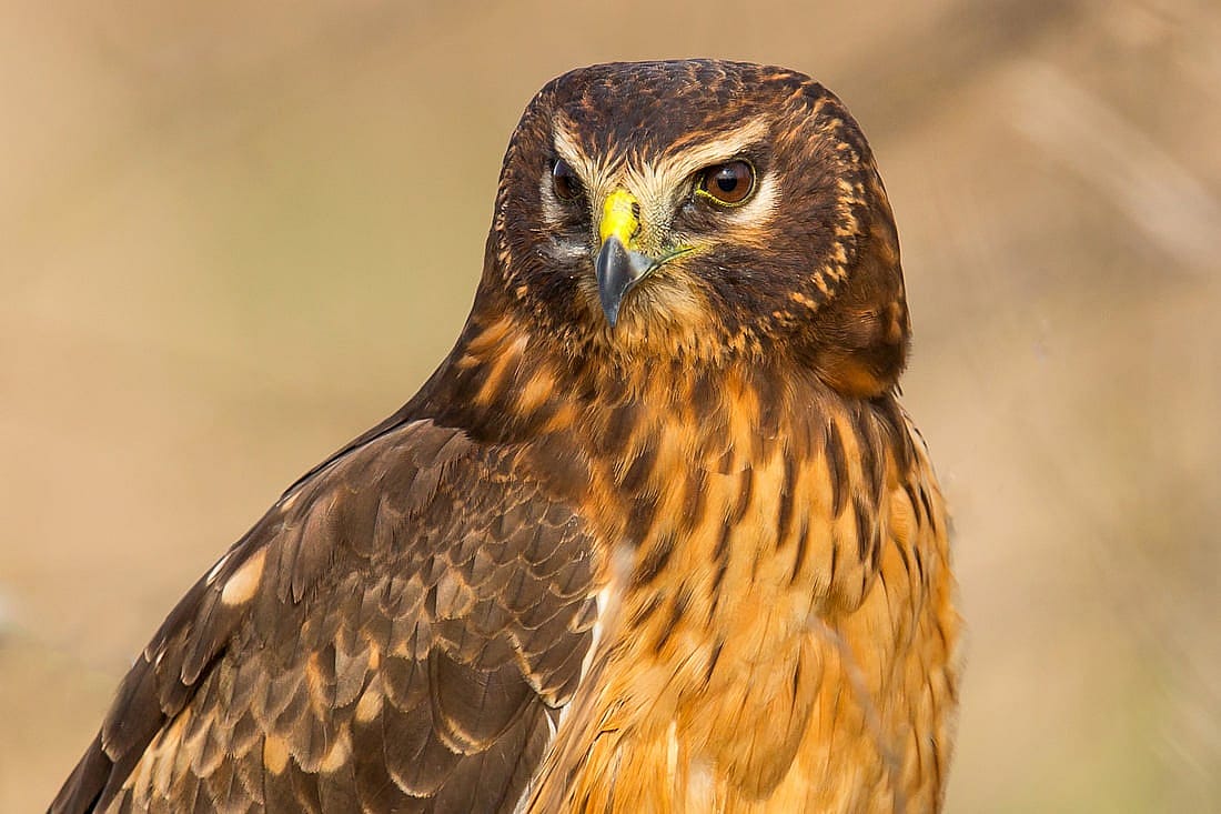 Head shot of a juvenile female Northern Harrier.