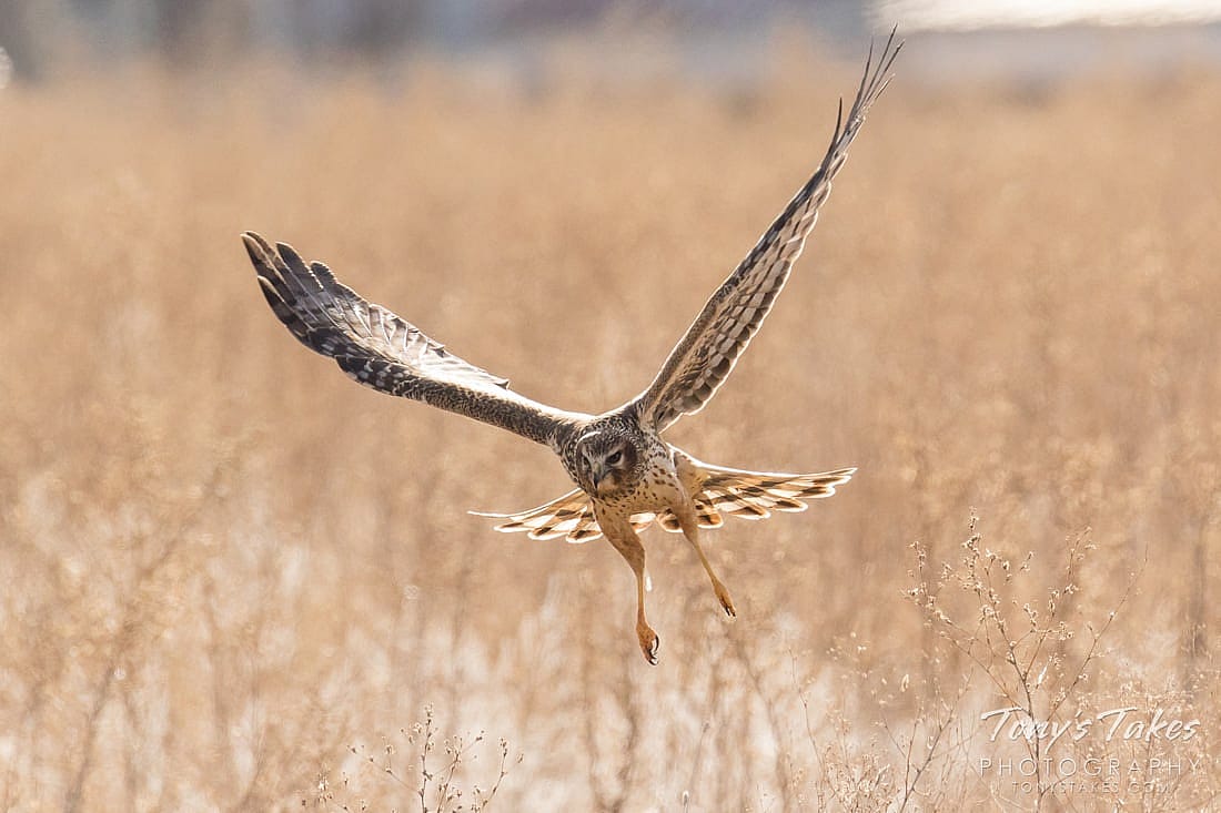 A female Northern Harrier  gliding over grassland to demonstrate the coloration of females.