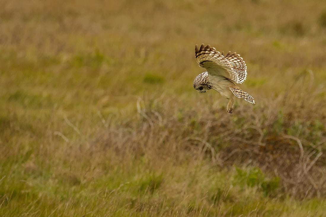 Demonstrating how a Short-eared Owl hunts over grassland.