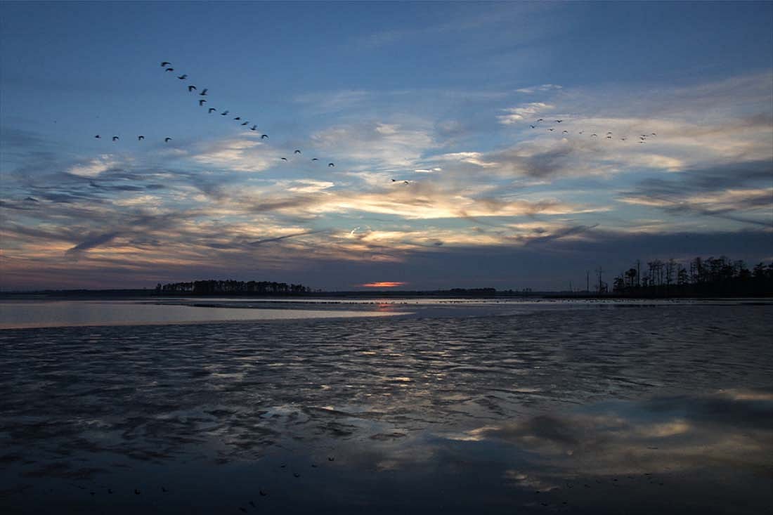 Evening scene with geese in a V-formation passing over a bay in the Blackwater National Wildlife Refuge, Dorchester County, MD.