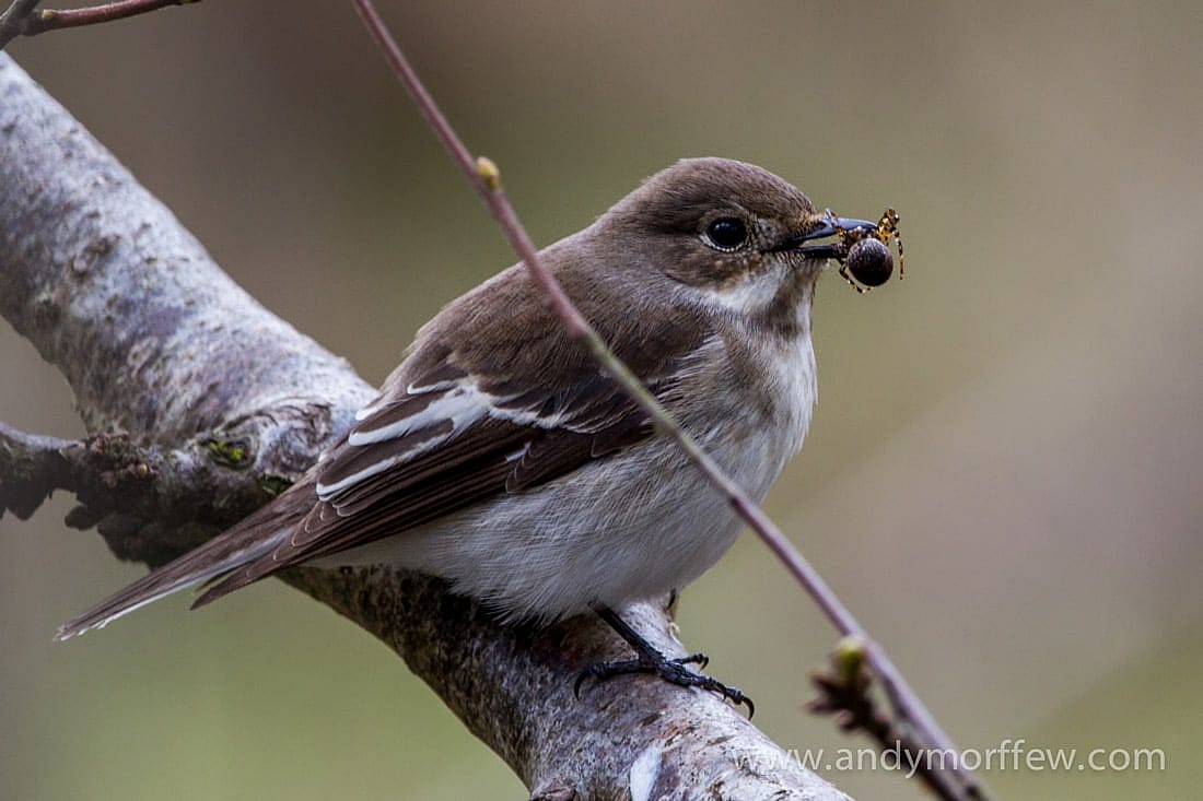A Pied Flycatcher with a spider in its mouth to show that some birds dine on spiders.