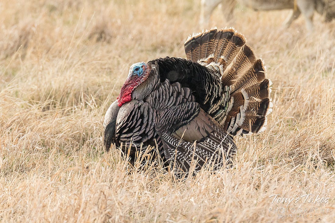 Strutting Male Wild Turkey