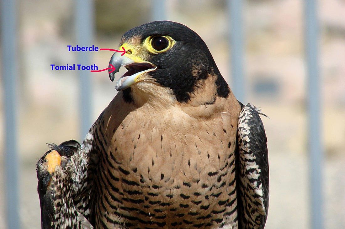 A photo of Hayabusa the Draper Museum Raptor Experience's Peregrine Falcon to demonstrate the tubercle and tomial tooth.