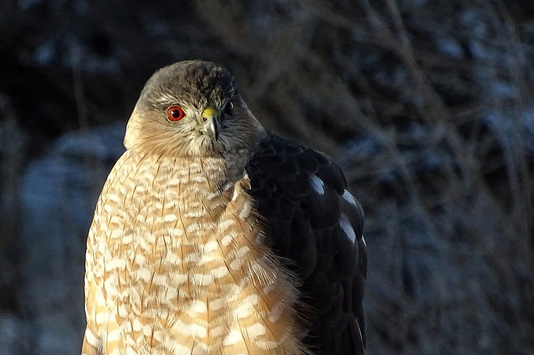 An Adult Sharp-shinned Hawk photo to demonstrate the red eyes of an adult.