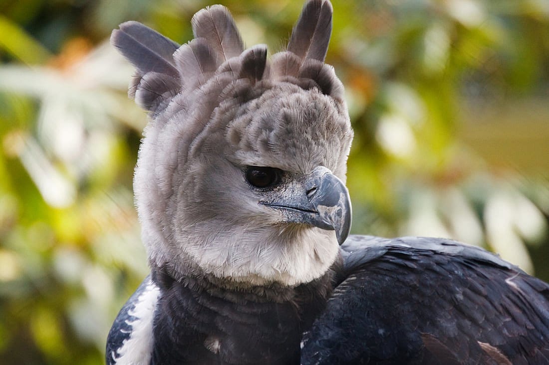Head shot of Harpy Eagle with head feathers raised.