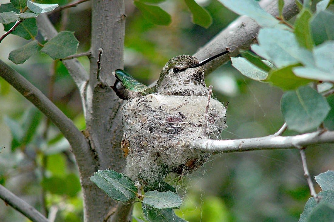 An Anna's Hummingbird nest with spider web wrapped around it as well as running from the nest to a branch to help support it.