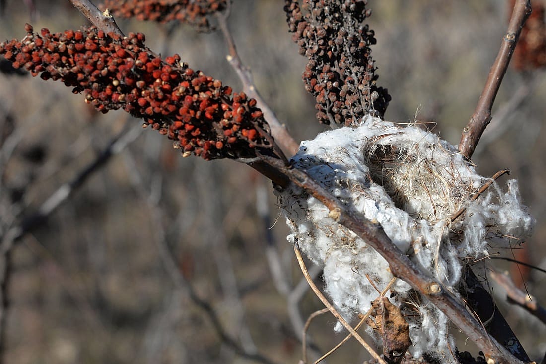 Photo demonstrates how a soft, fluffy material such as cattail seed fluff can be used in nests.