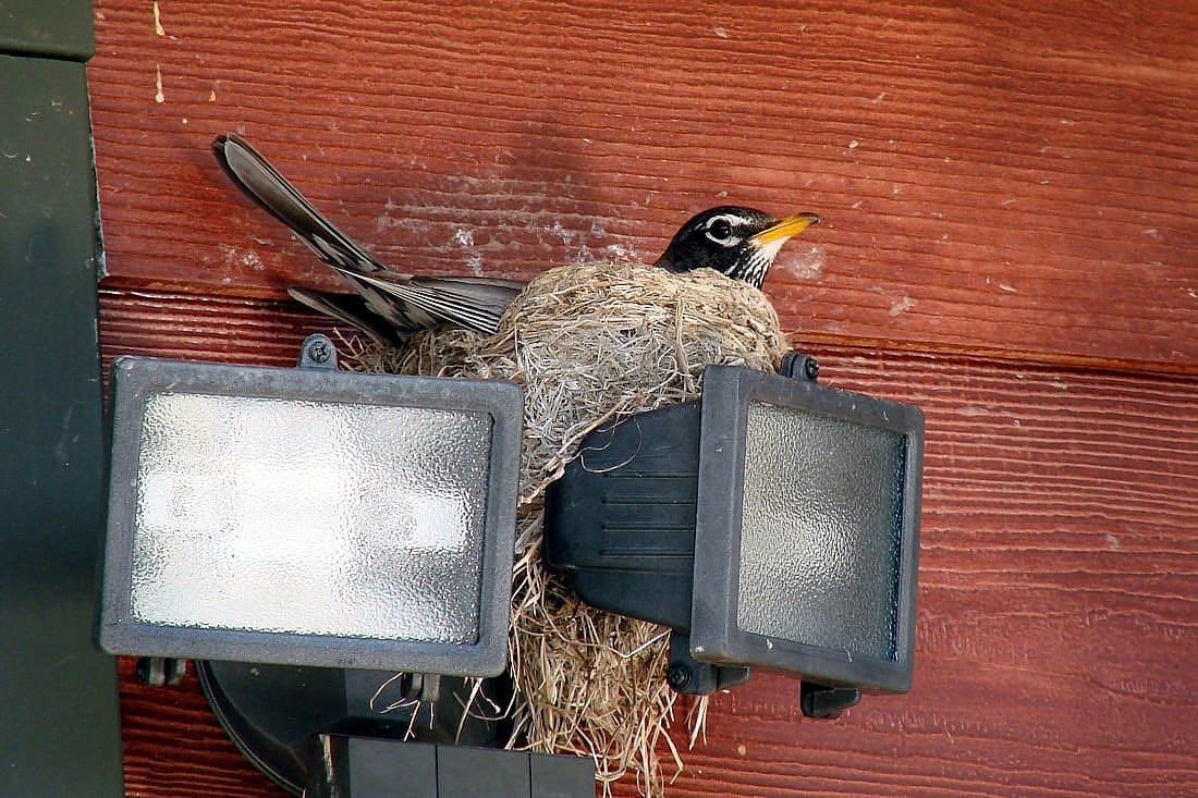 The photo demonstrates what a cup shaped nest may look like as well as how robins may place their nests on man made structures instead of trees.