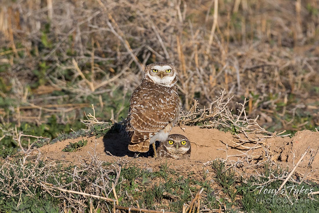 Demonstrates that Burrowing Owls nest underground. The photo shows two owls, one standing above ground, and the other with its head poking out of a hole in the ground.
