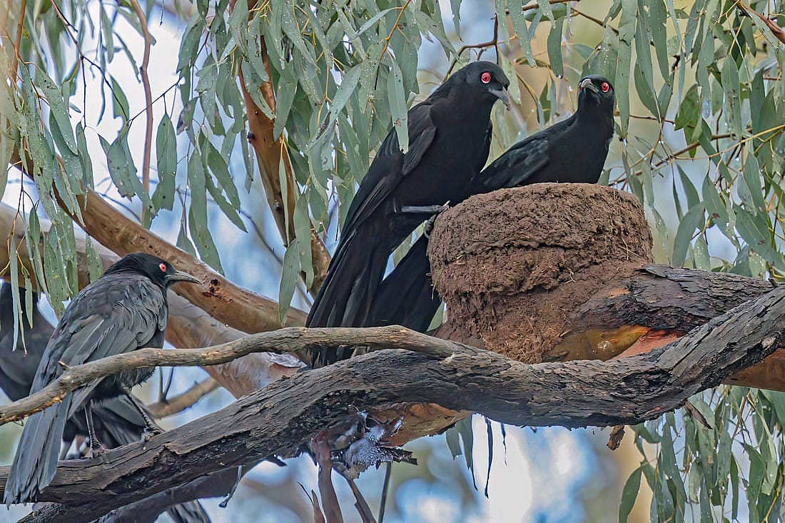 Three White-winged Chough birds that live in Australia around a mud nest they had constructed.
Remonstrates mud nests.