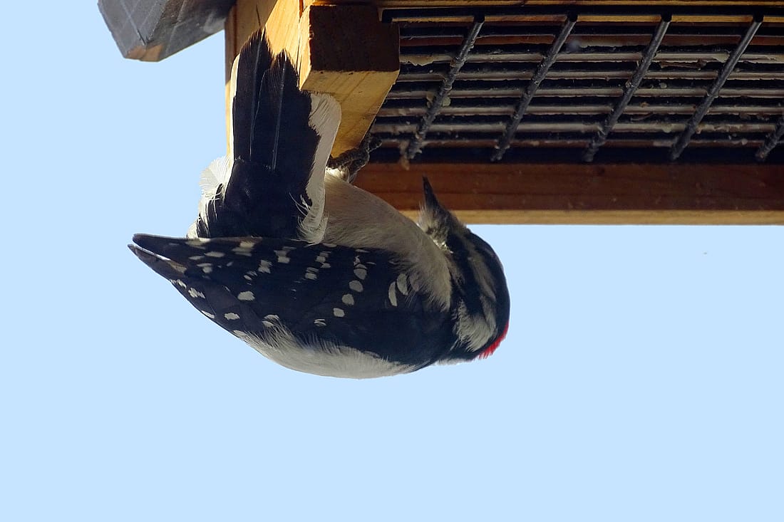 This photo illustrates how woodpeckers will come to home feeders, as well as how spots on the male woodpecker's tail are not always visible.
