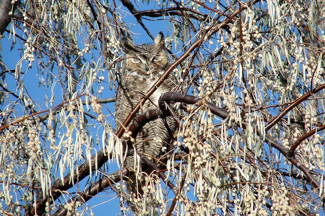 Great-horned Owl With Eyelids Closed (click photo to enlarge)