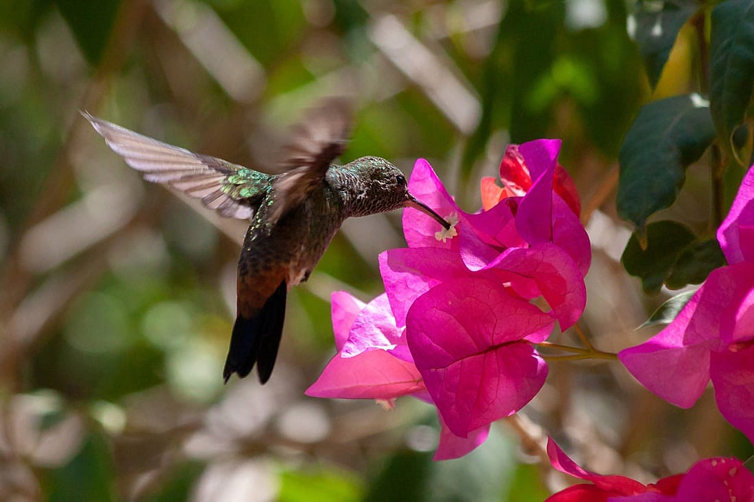 Humming Bird Feeding From a Flower