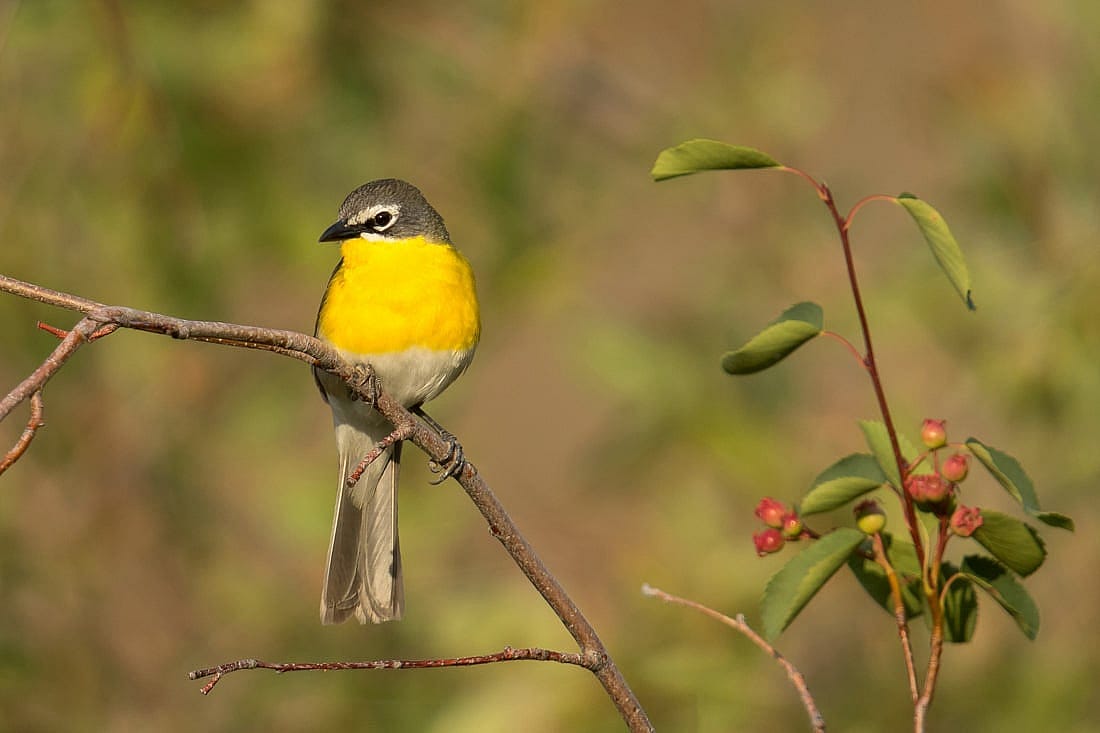 Yellow-breasted Chat