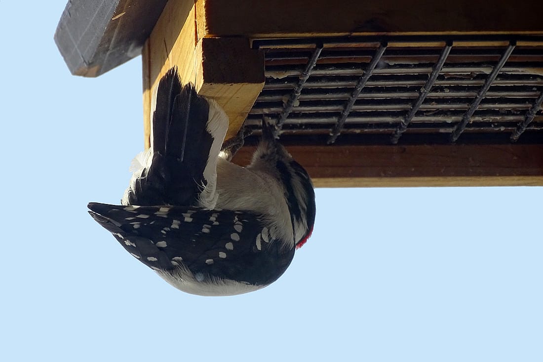 Downy Woodpecker Enjoying a Bird Cake