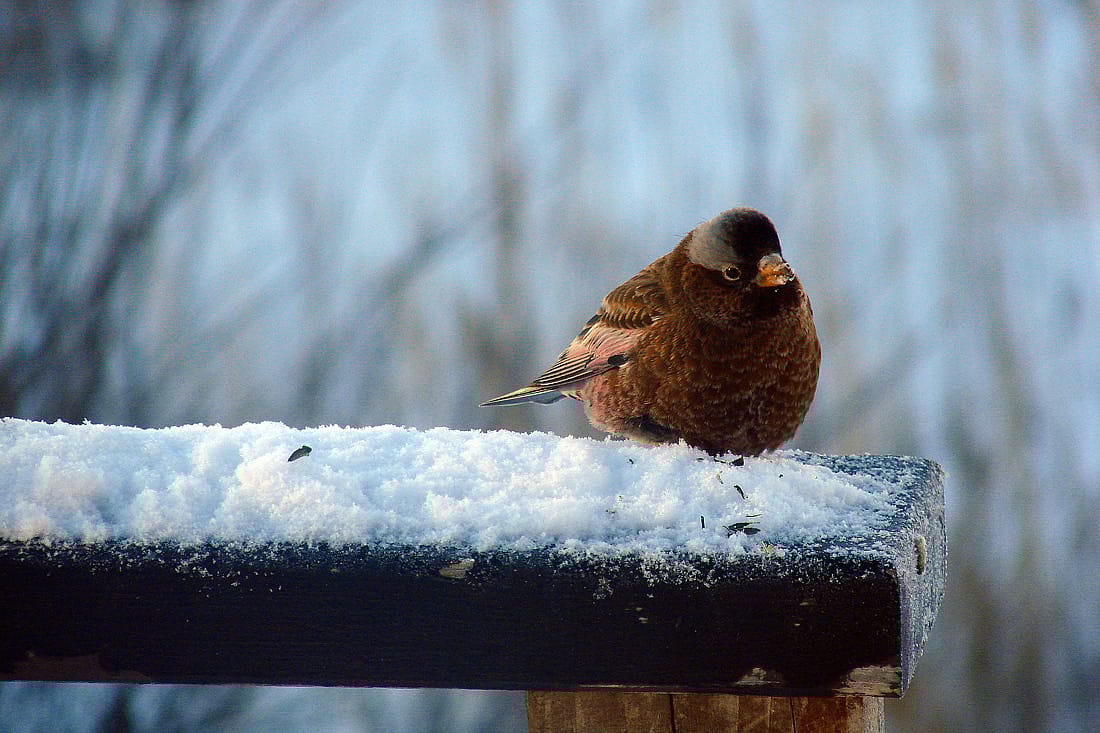 A Gray-crowned Rosy Finch With Its Feathers Fluffed Up