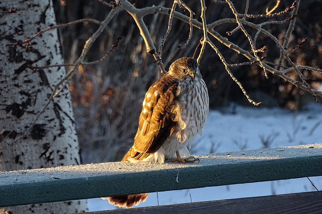 Sharp-shinned Hawk flufed and standing on one leg.
