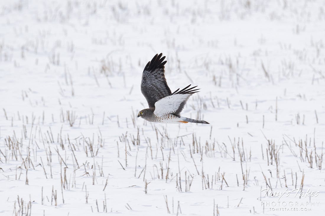 A photo of a male Northern Harrier illustrating why they may be called The  Gray Ghost.