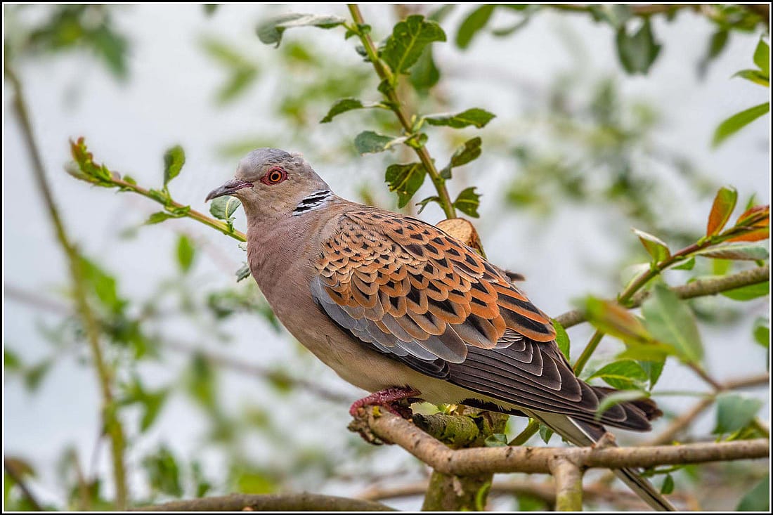 Photo illustrates what the European Turtle Doves look like. 