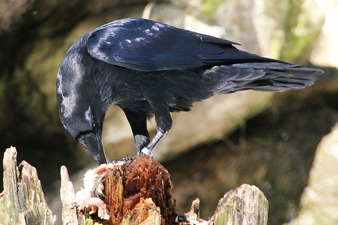 A Common Raven feeding on some type of rodent to demonstrate food habits.