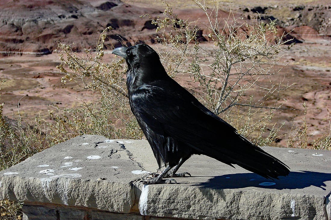 This demonstrates a raven hanging out in a national Park parking lot where it is illegal to feed ravens. This one has learned some people will feed then anyhow.
