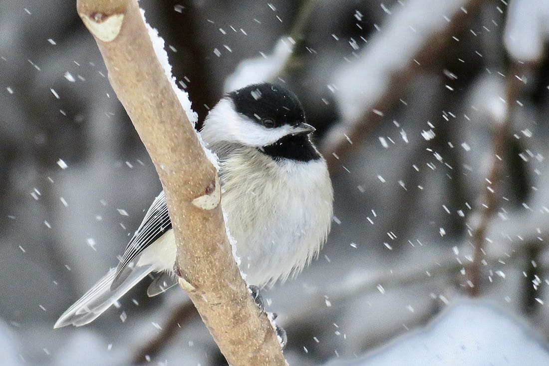 Chickadees do not migrate in winter.  The photo demonstrates that showing a chickadee in a snowfall. 