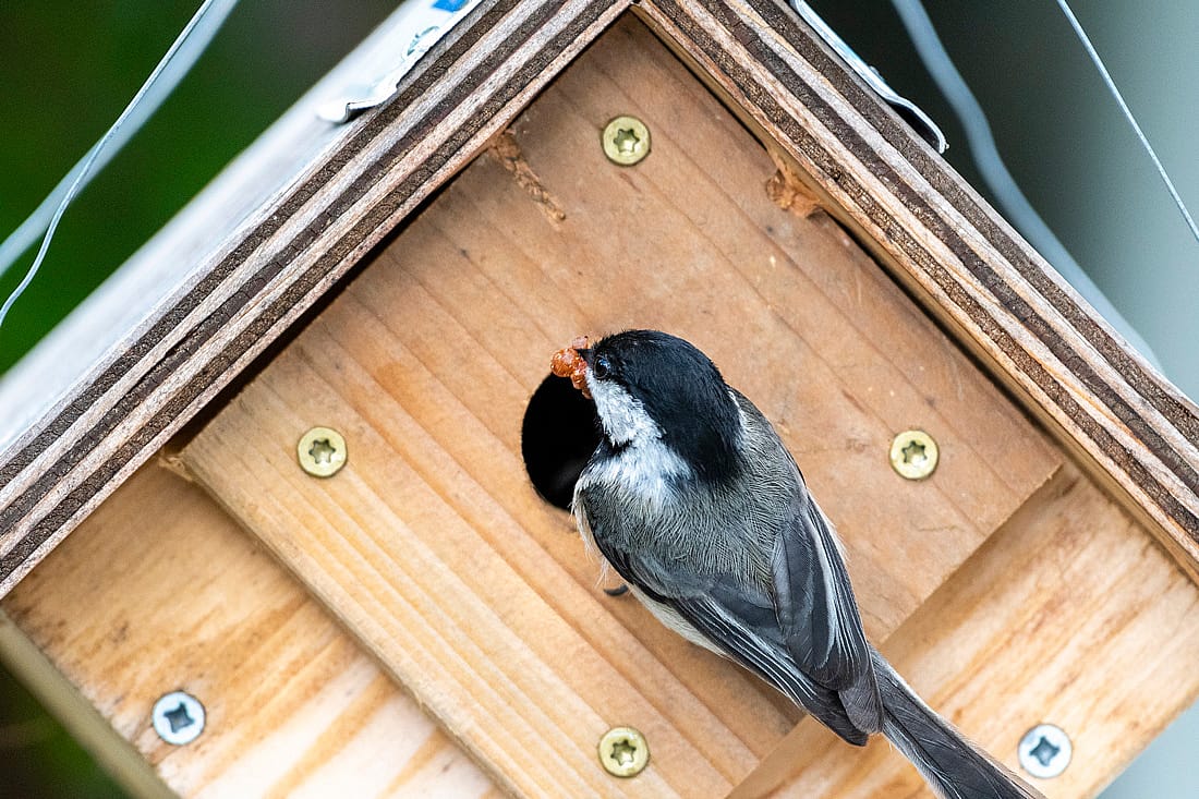 Photo demonstrated that chickadees may nest in birdhouses. 