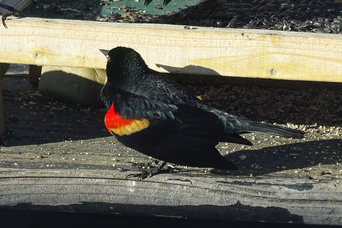 A male red-winged Blackbird on a sunflower feeding area with a small red shoulder patch showing and a yellow border. This illustrates what a male
red-winged blackbird may look like.