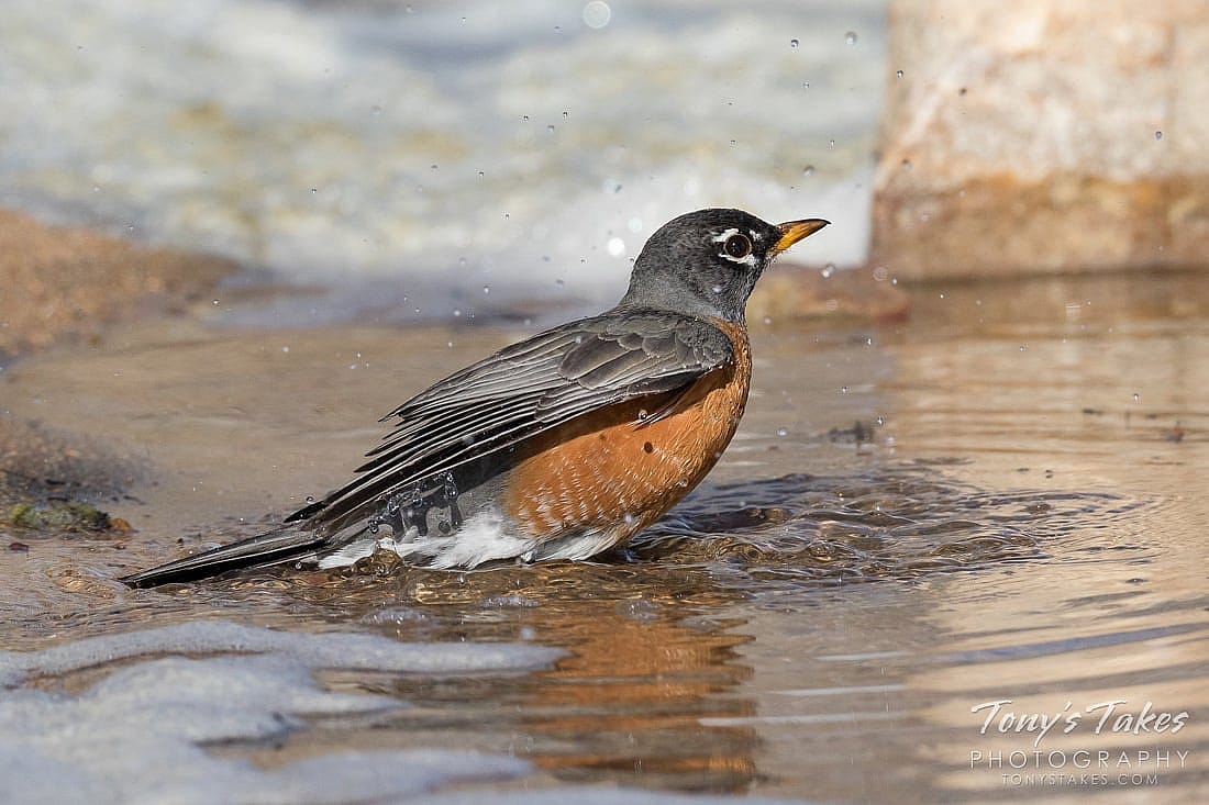 This photo shows an American Robin bathing in shallow water.