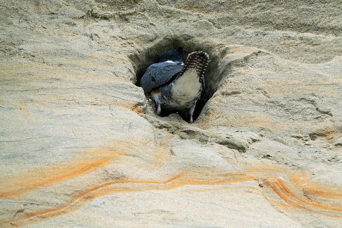 This photo which shows the tail end of a Kingfisher partly inside of a hole is used to demonstrate their nesting choice.