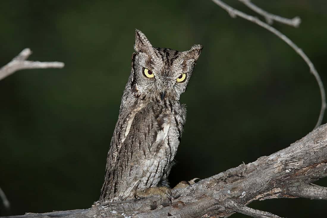 A Western Screech Owl standing tall, so as to look like a branch.