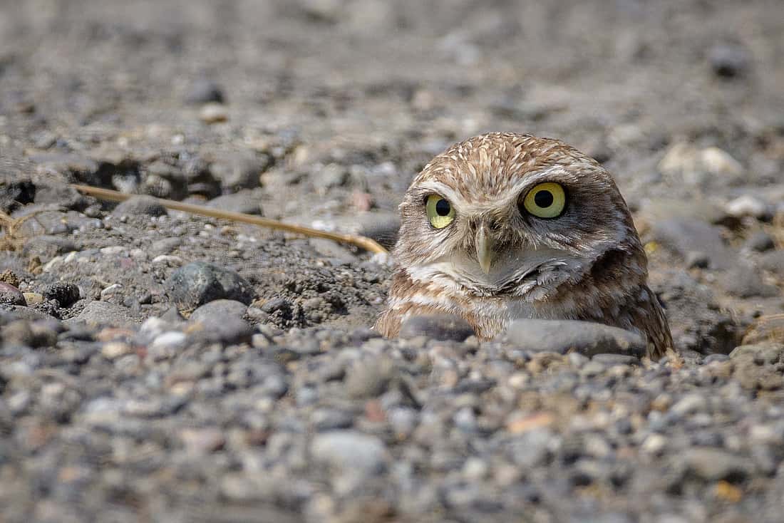 Photo shows a burrowing owl that can hide out n its burrow.  Only  the head is peeking out.