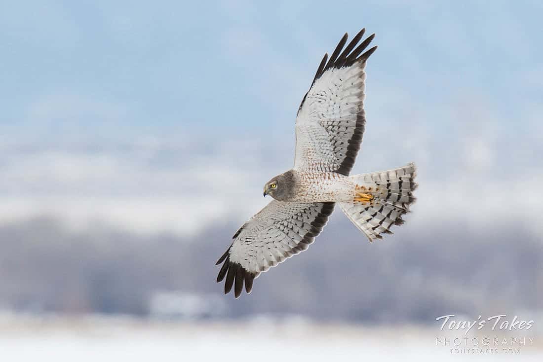 An adult Northern Harrier in flight to demonstrate the color characteristics of males.