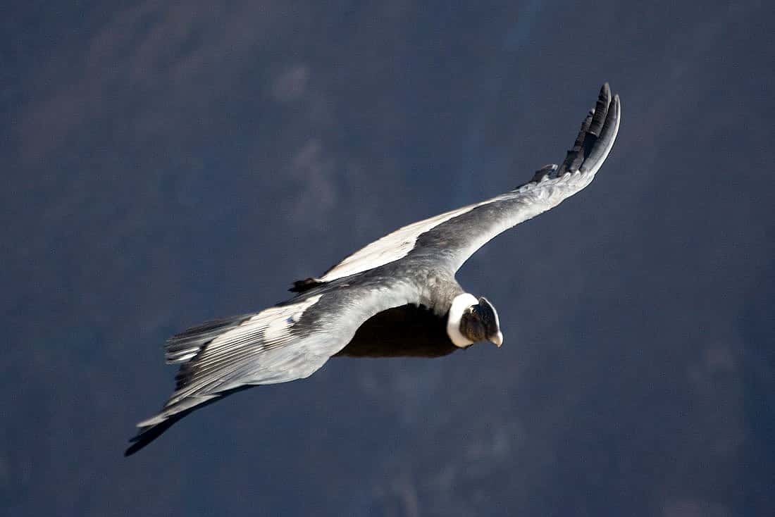 Andean Condor Soaring