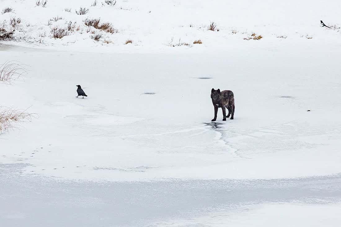 Photo shows a lone black wolf with one raven against a snow covered background in Yellowstone.
