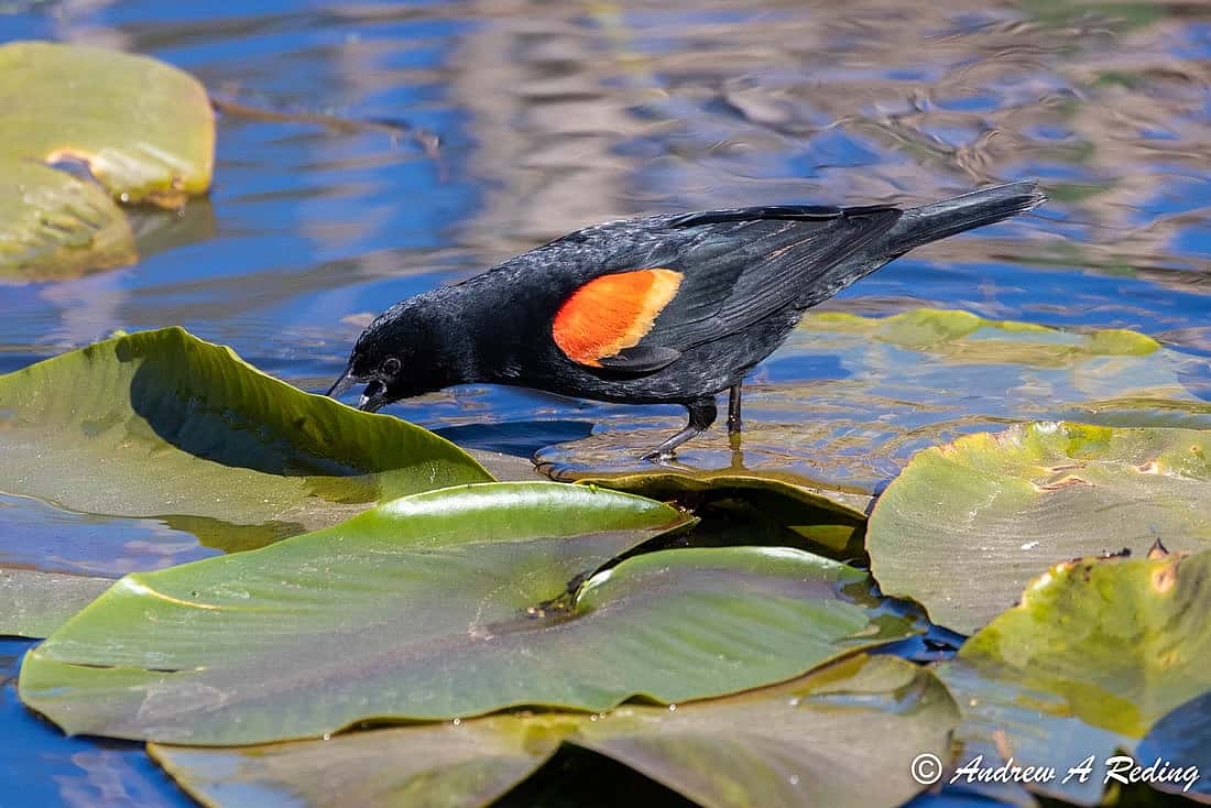 A male Red-winged Blackbird stands on lily pads, lifting a leaf to search for insects underneath it. This illustrates one way that a Red-winged Blackbird may hunt for insects.