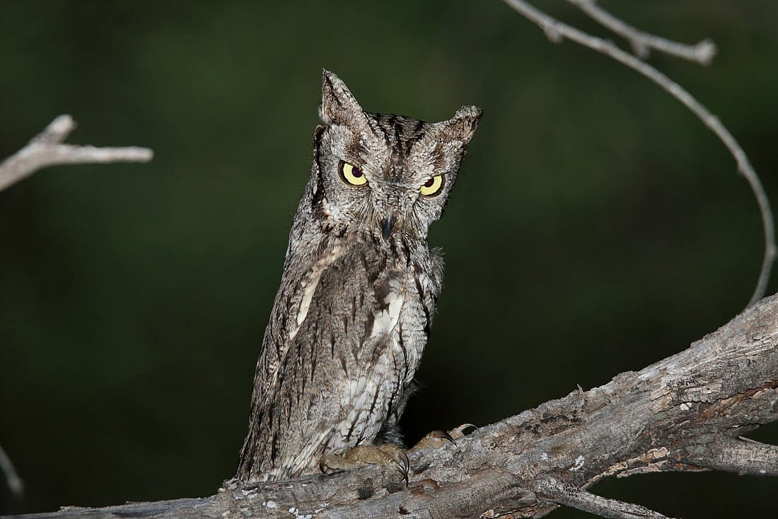 A Western Screech Owl standing tall, so as to look like a branch.