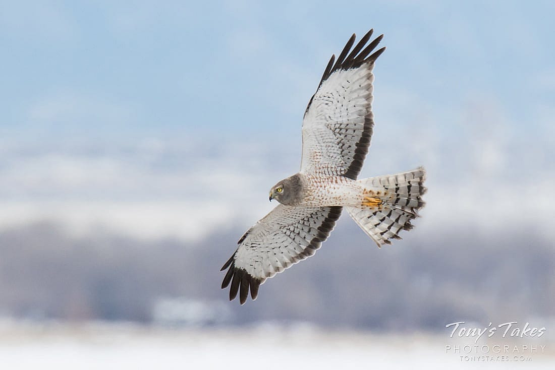 An adult Northern Harrier in flight to demonstrate the color characteristics of males.
