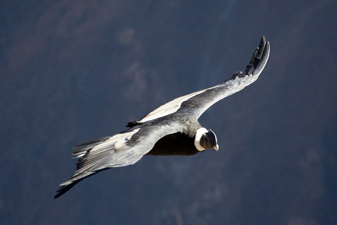 Andean Condor Soaring