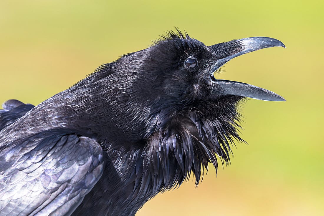 Photo shows the head and part of the upper body of a raven as it is calling, mouth wide open.