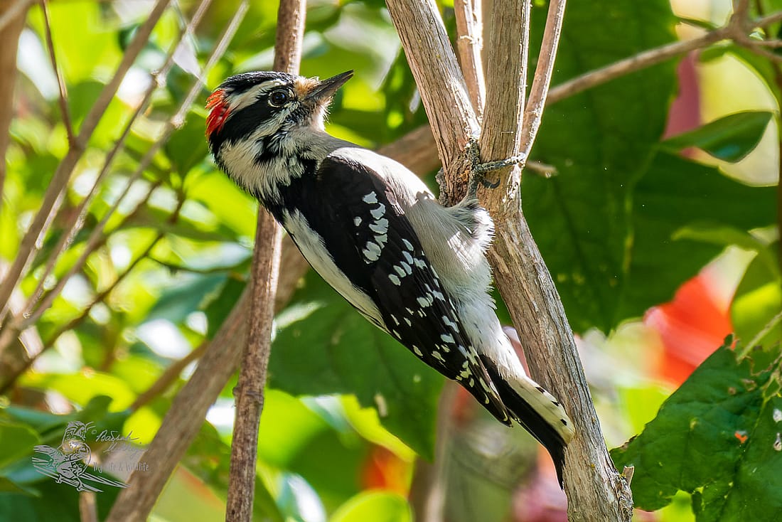 Photo shows how black spots on the tails of male Downy Woodpeckers can help to identify males.