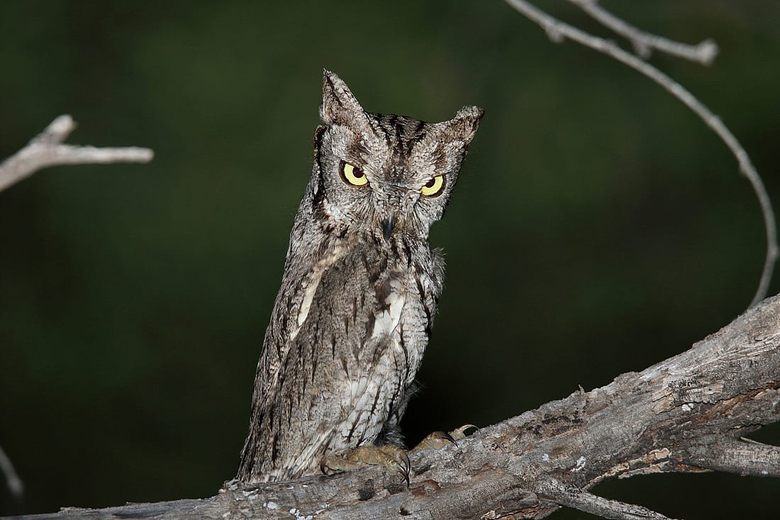A Western Screech Owl standing tall, so as to look like a branch.