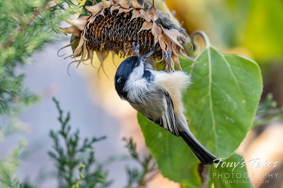 Chickadees cach many seeds, photo demonstrates a chickadee gathering sunflower seeds. 