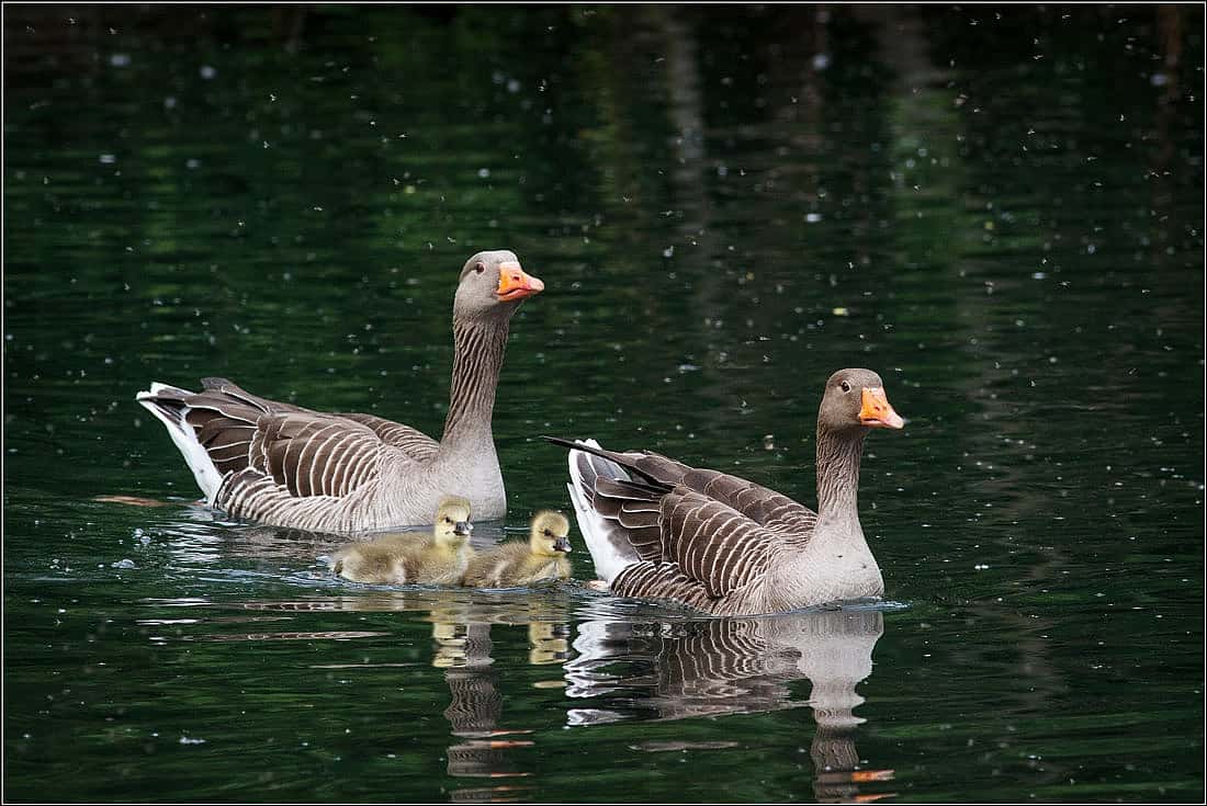 This photo of two Graylag Geese with two chicks demonstrates what the geese in the 12 Days of Christmas look like. 