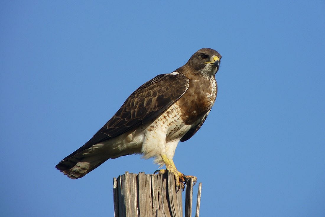 Swainson's Hawk perched on a post. 