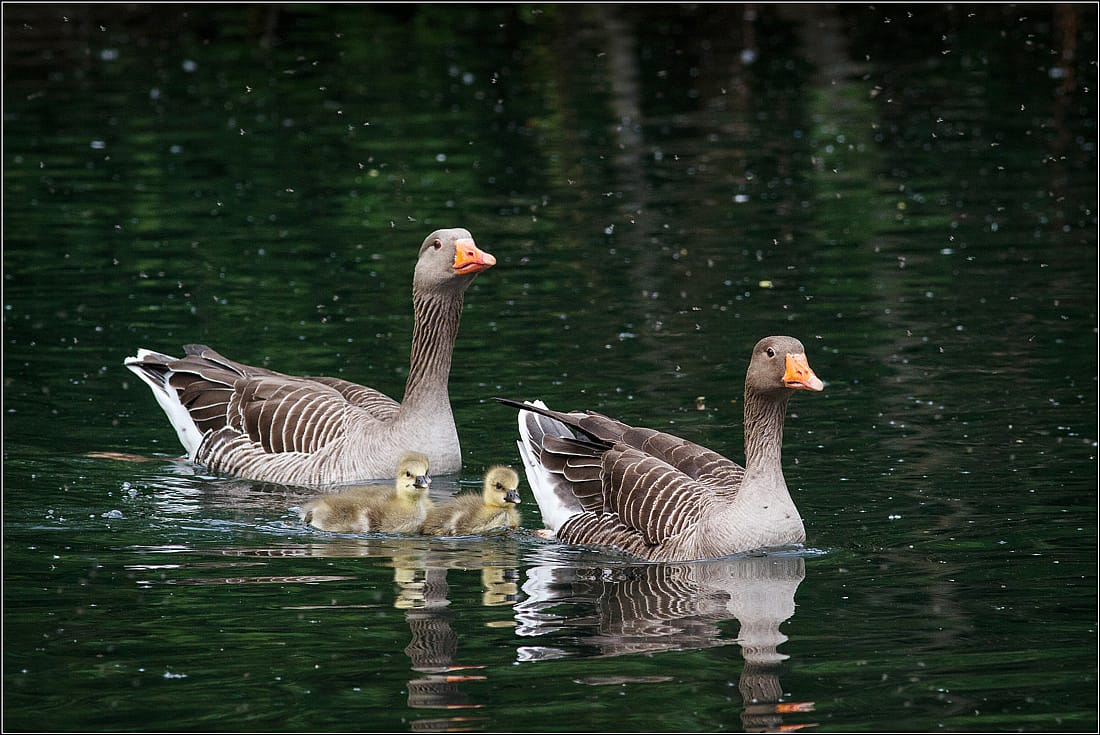 This photo of two Graylag Geese with two chicks demonstrates what the geese in the 12 Days of Christmas look like. 