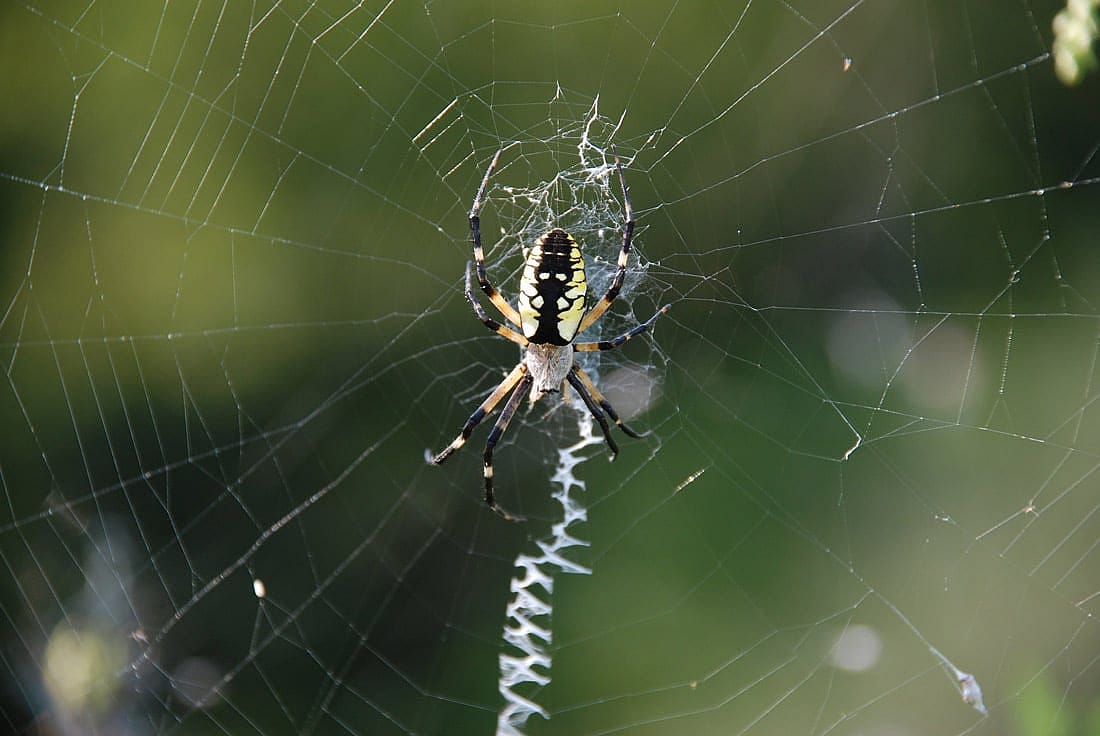 A Yellow and Black Garden Spider on its web with the visible white pattern to warm birds away displayed.