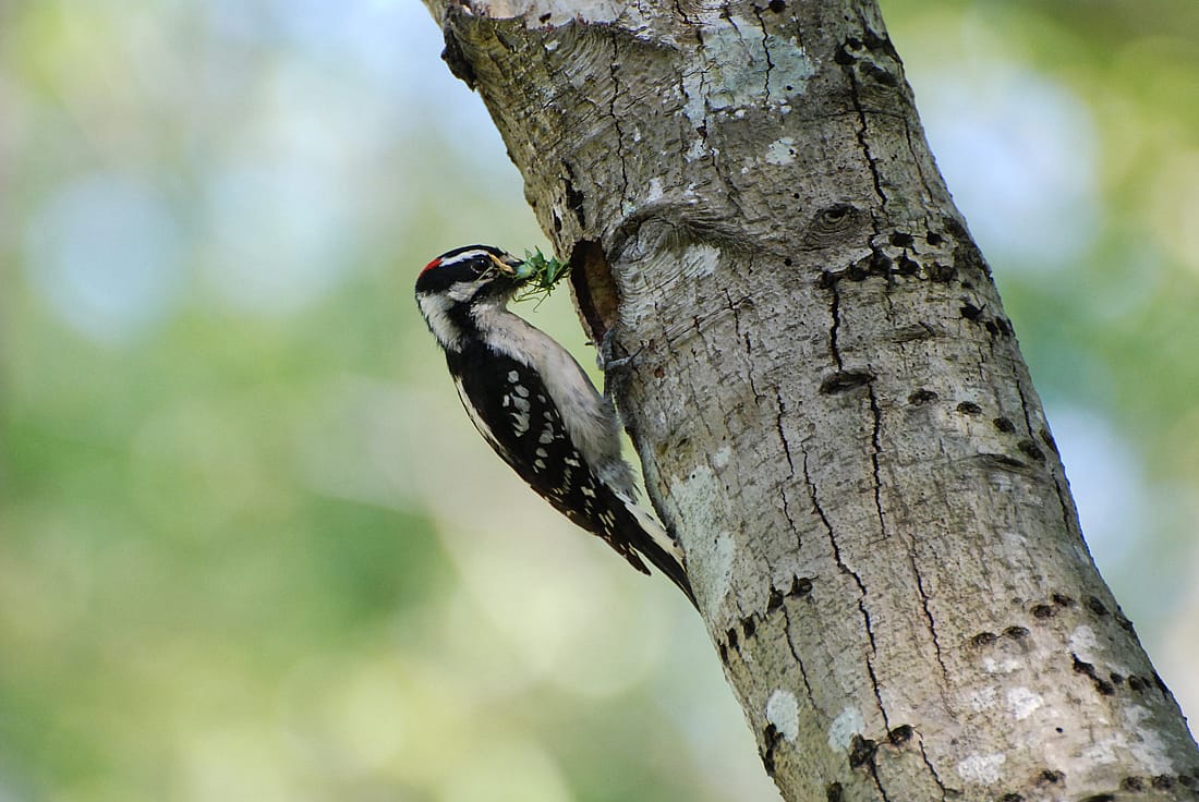 This photo illustrates diet by showing a Downy Woodpeckers on the side of a tree, while holding a grasshopper in its beak.