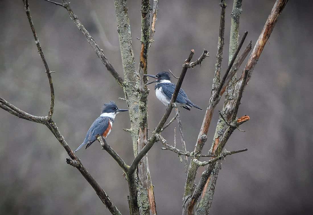 Female and male perched close together.  It is used to demonstrate courtship. 